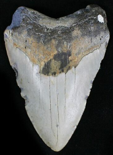 Megalodon Tooth - North Carolina #28497